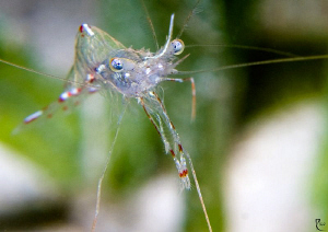 "Shrimp Attack !" 60mm makro lens with +10 diopter attach... by Rico Besserdich 